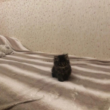 Арина Галина